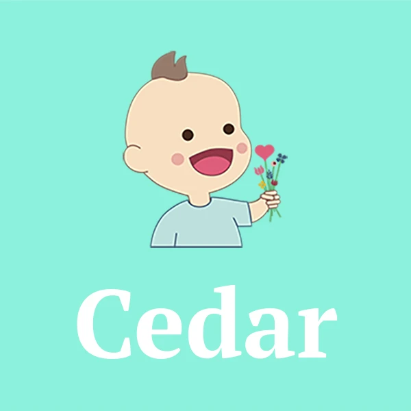 Name Cedar