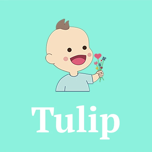 Name Tulip