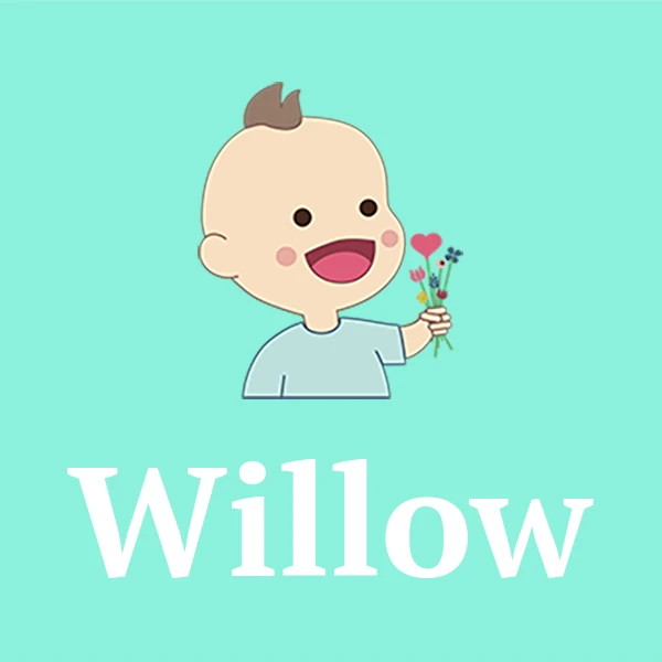 Name Willow